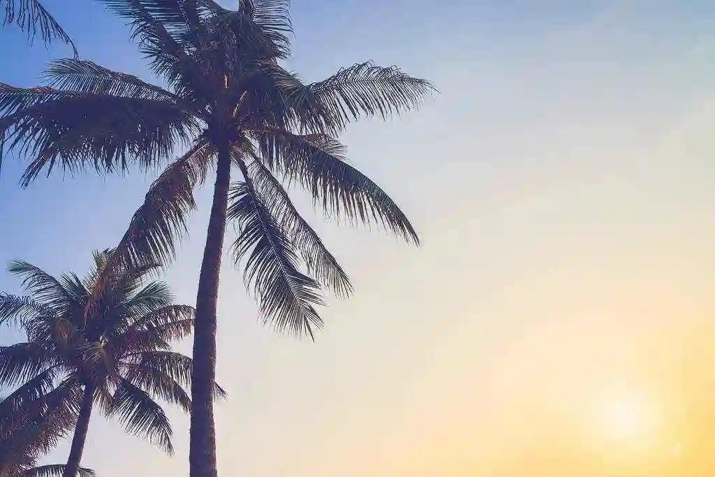 coconut-trees-venice-effect-san-3