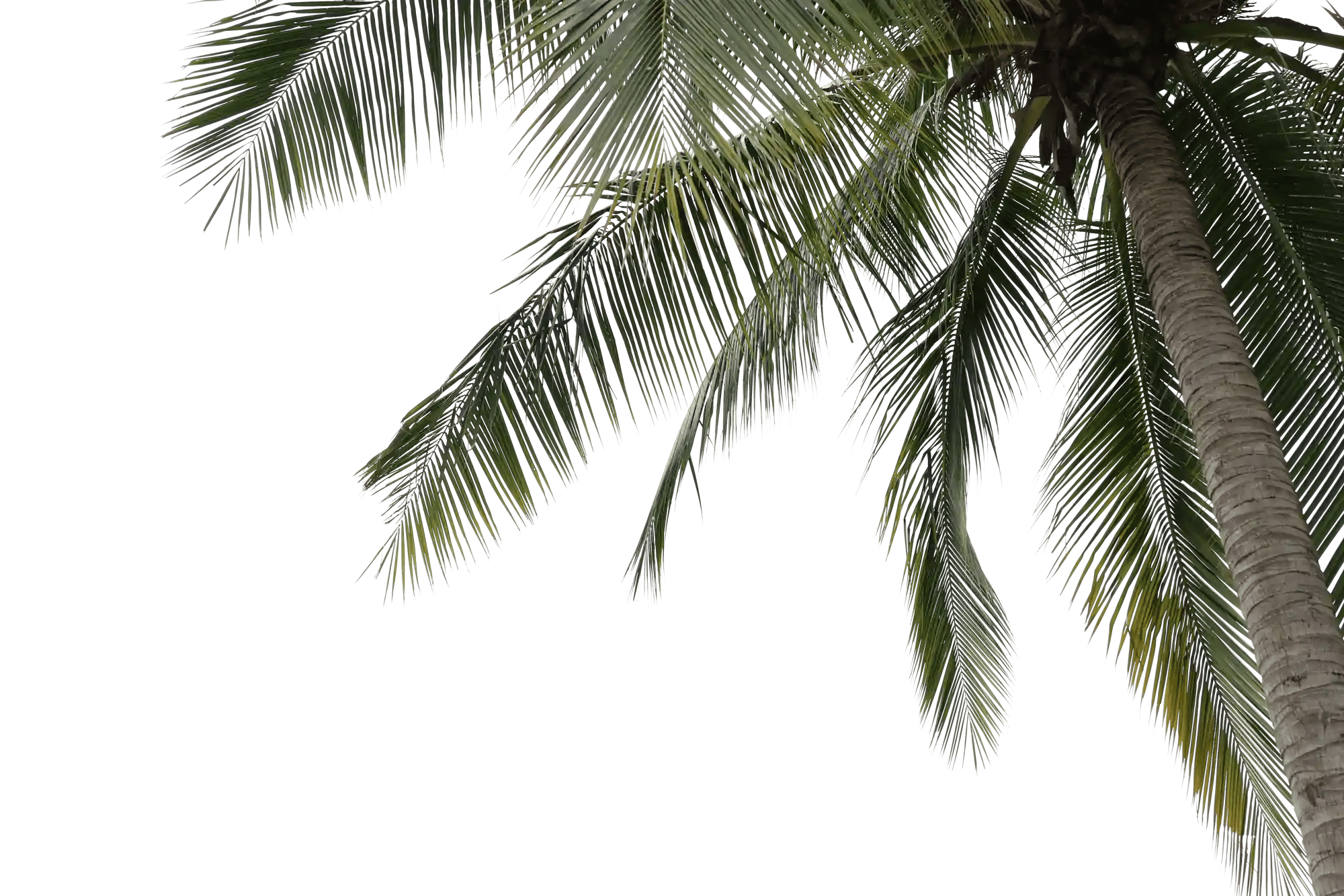 Palm tree