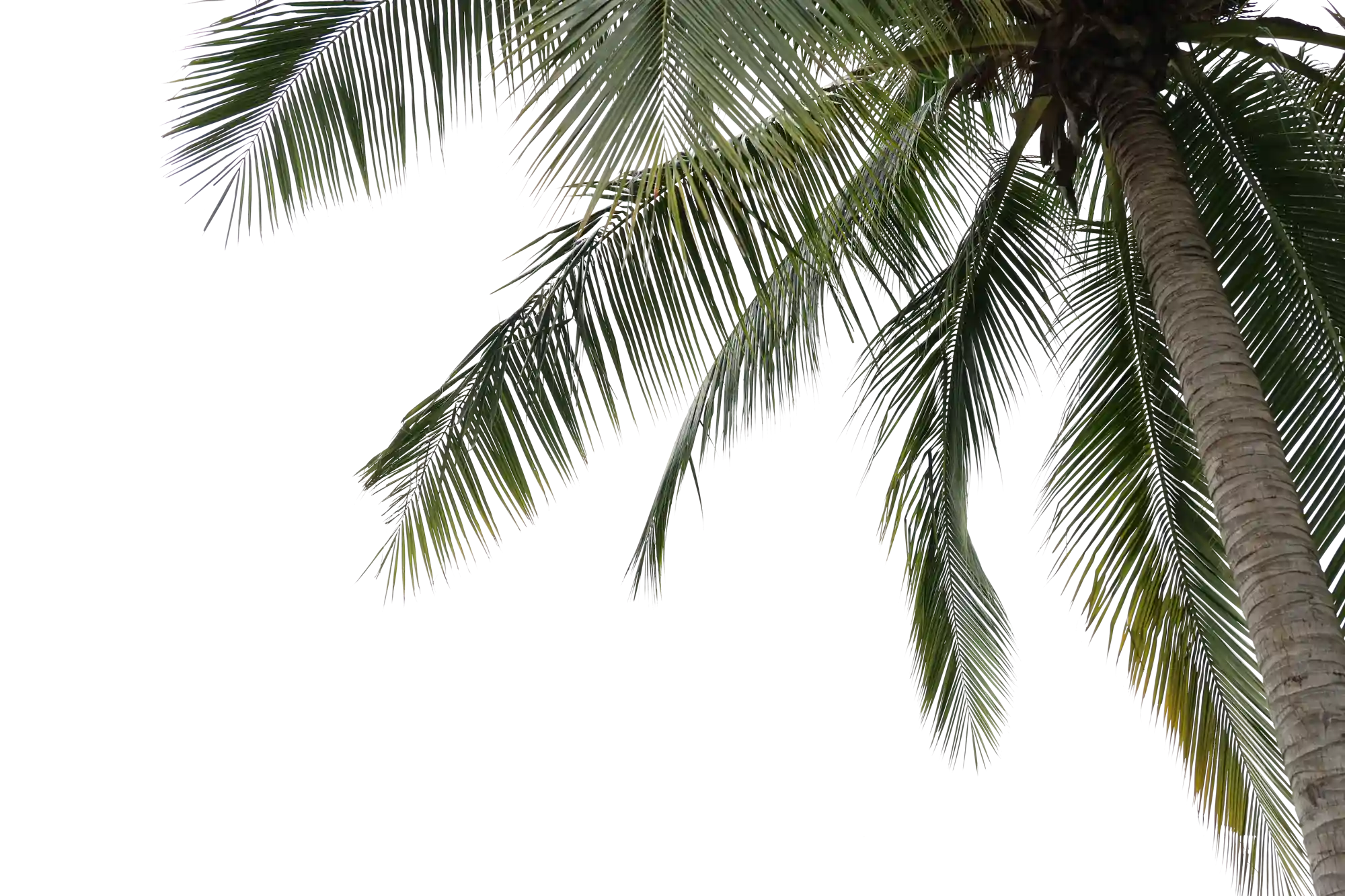 Palm tree